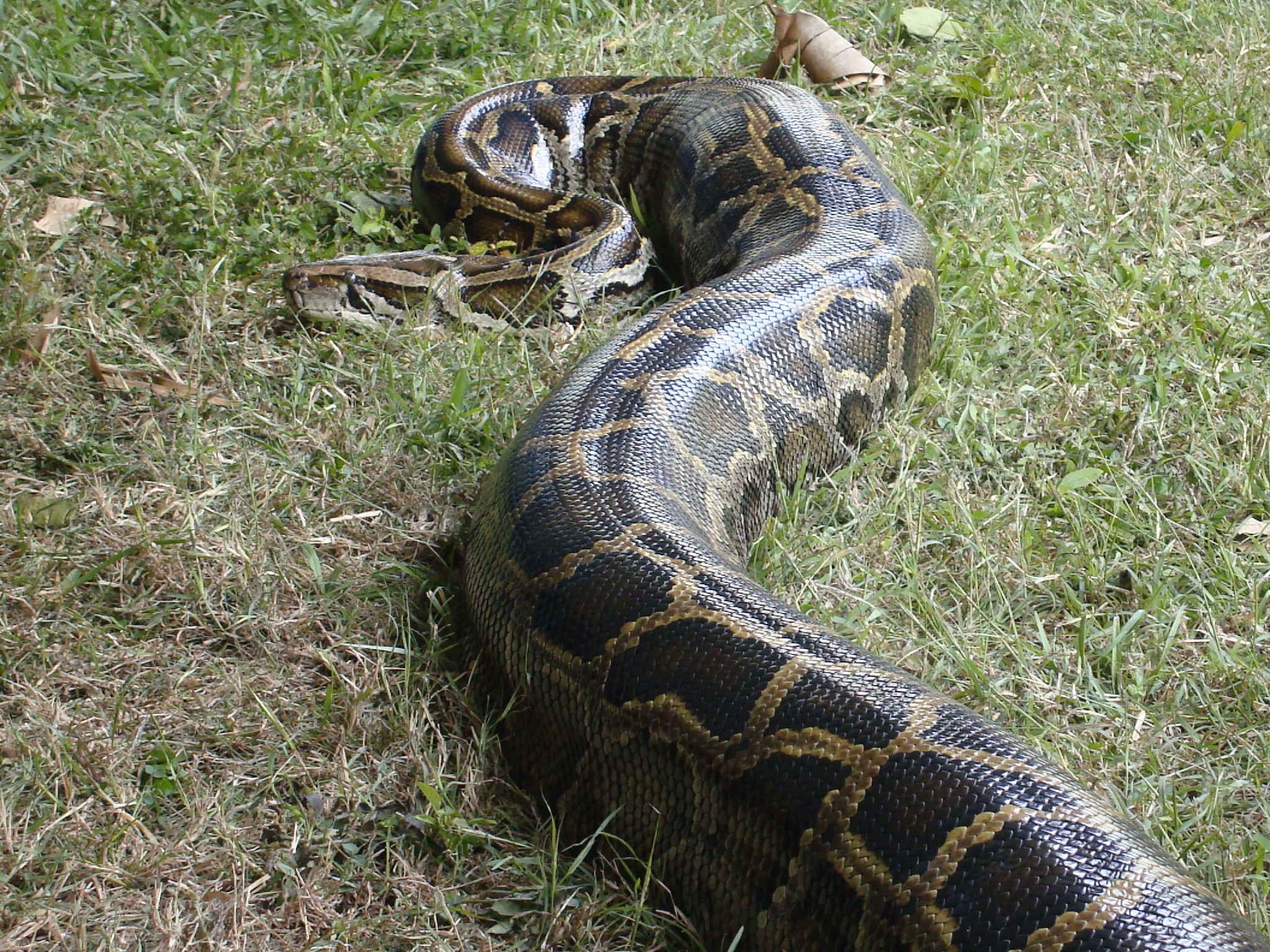 Florida everglades overrun with pythons
